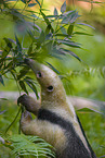 Tamandua