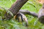 Tamandua