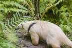 Tamandua
