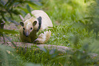 Tamandua