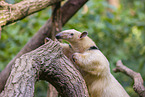 Tamandua