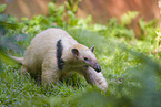 Tamandua