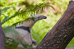 Tamandua