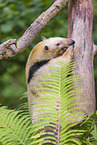 Tamandua
