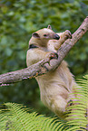 Tamandua