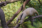 Tamandua