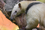 Tamandua