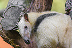 Tamandua