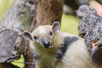 Tamandua