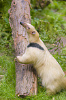 Tamandua