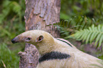 Tamandua