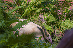 Tamandua