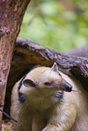 Tamandua