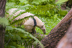 Tamandua