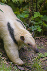Tamandua