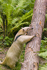 Tamandua