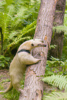 Tamandua