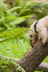 Tamandua
