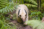 Tamandua