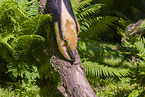 Tamandua