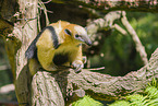 Tamandua