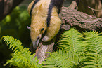 Tamandua