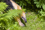 Tamandua