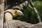 Tamandua