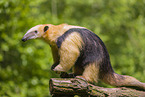 Tamandua