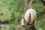 Tamandua