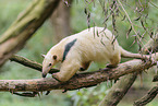 Tamandua
