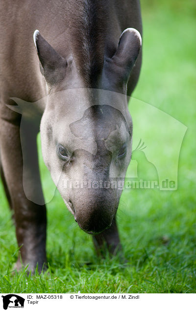 Tapir / tapir / MAZ-05318
