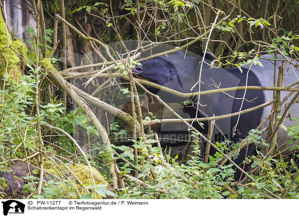 Schabrackentapir im Regenwald / Malayan tapir in rainforest / PW-11277