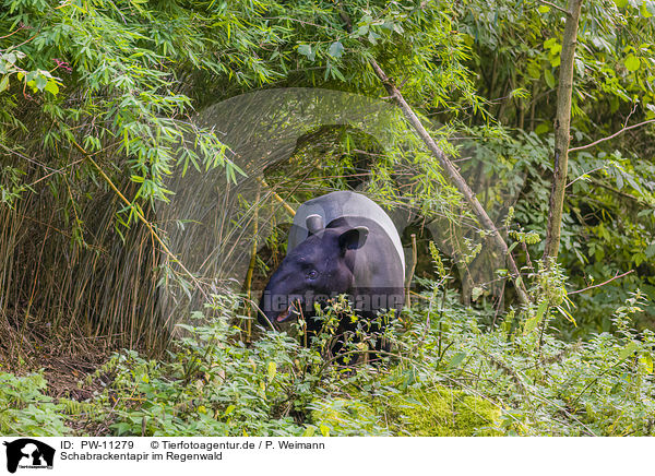 Schabrackentapir im Regenwald / Malayan tapir in rainforest / PW-11279