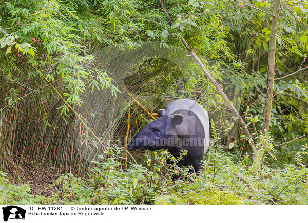 Schabrackentapir im Regenwald / Malayan tapir in rainforest / PW-11281