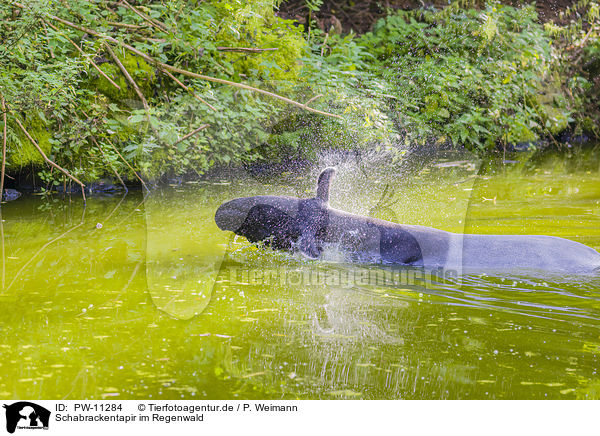 Schabrackentapir im Regenwald / Malayan tapir in rainforest / PW-11284