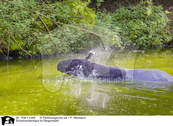 Schabrackentapir im Regenwald / Malayan tapir in rainforest / PW-11285