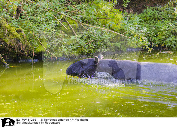 Schabrackentapir im Regenwald / PW-11286