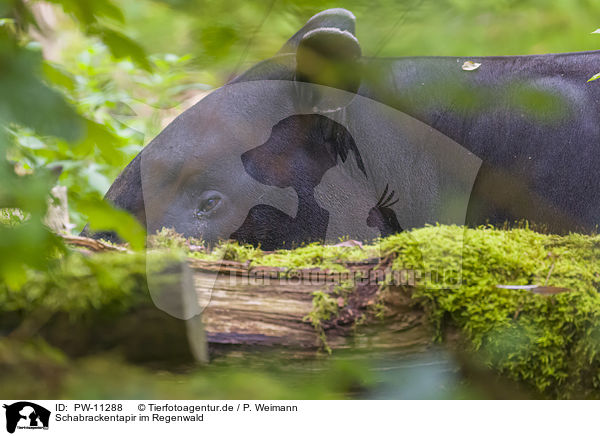 Schabrackentapir im Regenwald / Malayan tapir in rainforest / PW-11288