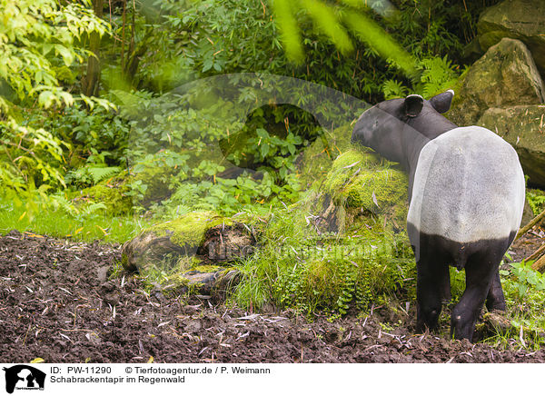 Schabrackentapir im Regenwald / Malayan tapir in rainforest / PW-11290