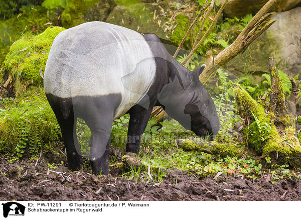 Schabrackentapir im Regenwald / Malayan tapir in rainforest / PW-11291