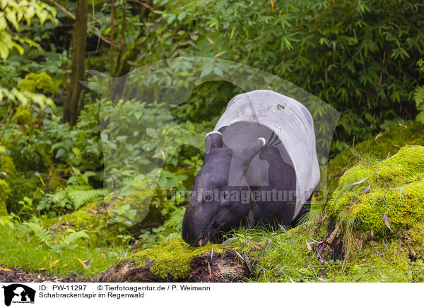 Schabrackentapir im Regenwald / Malayan tapir in rainforest / PW-11297