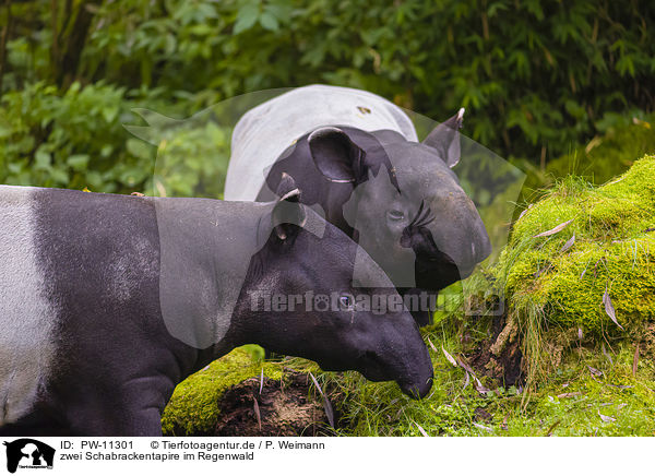 zwei Schabrackentapire im Regenwald / two Malayan tapirs in rainforest / PW-11301