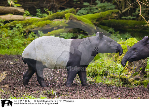 zwei Schabrackentapire im Regenwald / two Malayan tapirs in rainforest / PW-11347