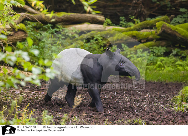 Schabrackentapir im Regenwald / Malayan tapir in rainforest / PW-11348