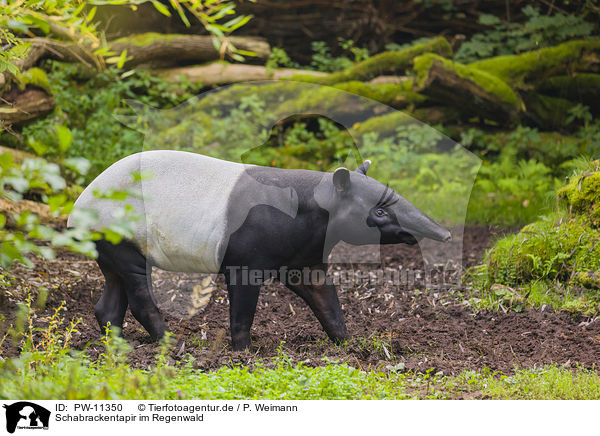 Schabrackentapir im Regenwald / Malayan tapir in rainforest / PW-11350