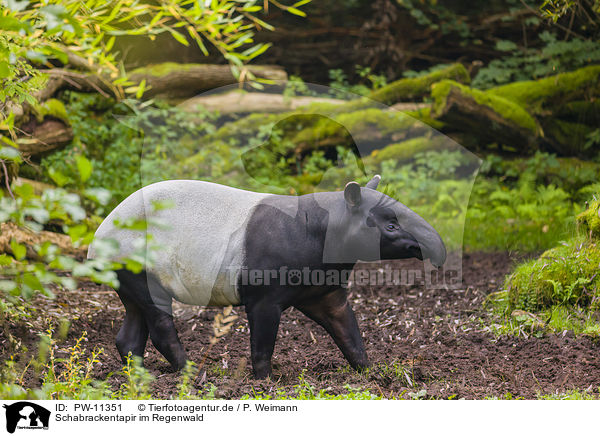 Schabrackentapir im Regenwald / Malayan tapir in rainforest / PW-11351