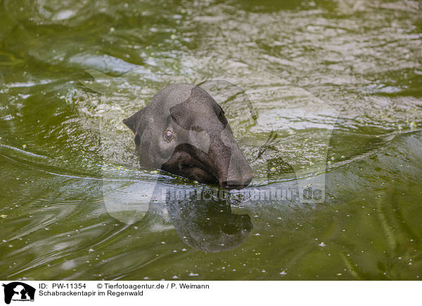 Schabrackentapir im Regenwald / PW-11354