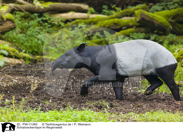 Schabrackentapir im Regenwald / Malayan tapir in rainforest / PW-11360