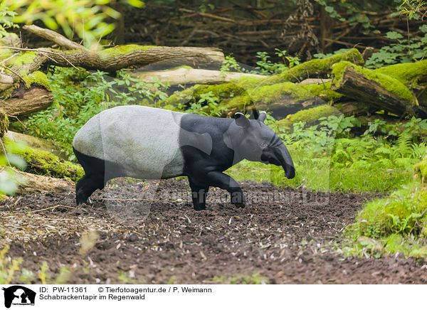 Schabrackentapir im Regenwald / Malayan tapir in rainforest / PW-11361